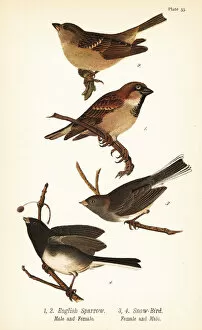 Grosbeak Collection: House sparrow, Passer domesticus, and dark-eyed junco
