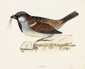 Sparrow Collection: HOUSE SPARROW (Passer domesticus) Date: 1851