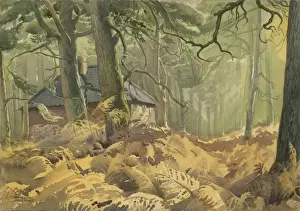 House in the Woods