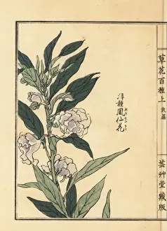 Gardenflower Prints: Housenka or garden balsam, Impatiens balsamina