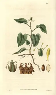 Hooker Prints: Houttuynia cordata, cordate houttuynia with