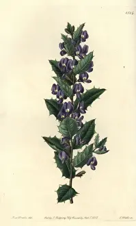 Hovea Prints: Hovea chorizemifolia