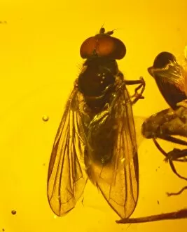 Tertiary Gallery: Hoverfly in amber
