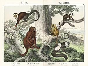Howler, capuchin, tamarin and lemur