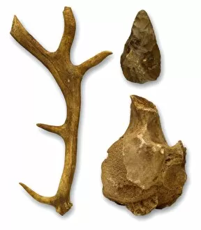 Cenozoic Gallery: Hoxnian anters, bones & hand axe from Swanscombe