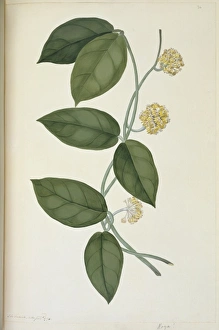 Hoya cf. diversifolia Hoya cf. diversifolia