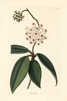 Pallida Prints: Hoya pallida