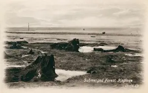 Shoreline Prints: Hoylake, Merseyside - Submerged (Petrified) Forest