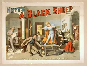 Hoyt Prints: Hoyts A black sheep