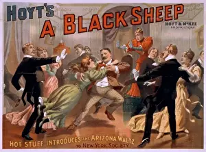 Hoyts A black sheep