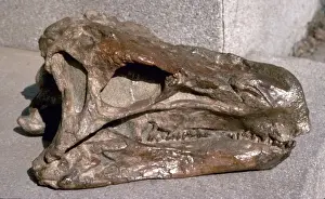 Genasauria Prints: Huayangosaurus skull