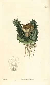 Succulent Prints: Huernia barbata