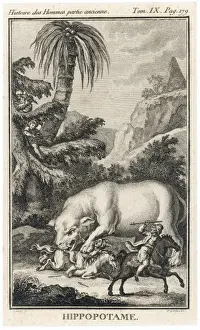 Hippo Prints: Huge Hippo and People