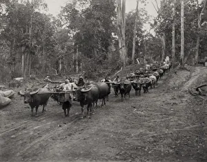 Meadow Prints: Huge logging train of oxen in jungle, Burma India c. 1910