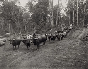 Oxen Gallery: Huge logging train of oxen in jungle, Burma India c.1910