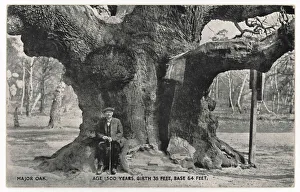 Huge Collection: Huge Old Oak Tree C1912