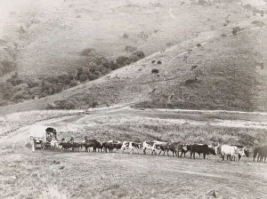 Huge ox drawn wagon train South Africa