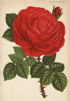 Huge scarlet hybrid rose, Guillaume Gillemot, Rosa species
