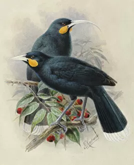 Watercolour Gallery: Huia (male and female)