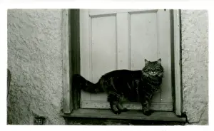 Hockley Prints: Hullbridge Cat, Hullbridge, Essex