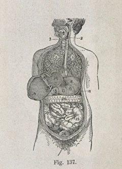 Stomach Gallery: VALUE