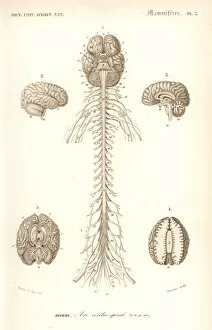 Universel Collection: Human anatomy, nervous system, brain and spinal cord
