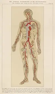 Heart Prints: Human body with blood vessels
