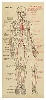 Blood Collection: Human body with bones and arteries