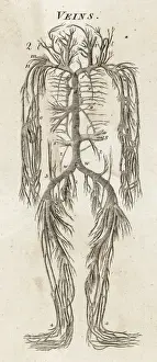 Veins Prints: Human body, system of veins