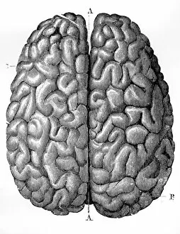 Images Dated 7th September 2016: The Human Brain