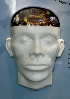 Human Brain Display