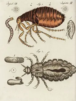 Human flea and louse
