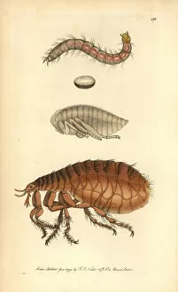 Human flea, Pulex irritans