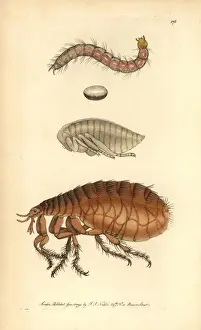Miscellany Prints: Human flea, Pulex irritans