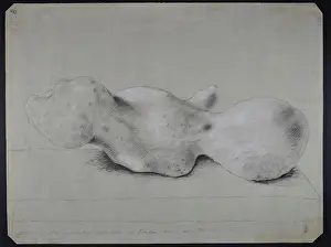 Conte Prints: Human fossil