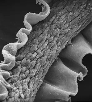 Human hair
