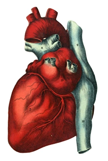 Pumping Collection: Human heart