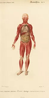 Universel Gallery: Human musculature and internal organs
