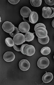 Micrograph Gallery: Human red blood corpuscles