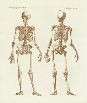 Skeleton Gallery: Human skeleton from front and back