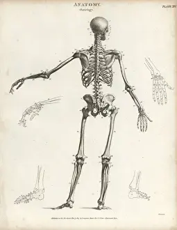 Human skeleton from the back