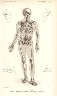Human skeleton