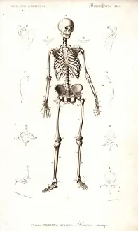 Human skeleton