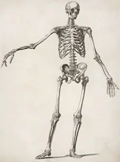 A human skeleton