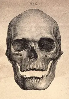 Human Skull / 1841
