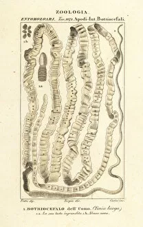 Human tapeworm, Taenia asiatica