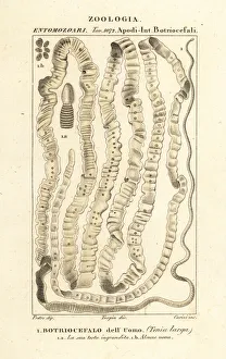 Human tapeworm, Taenia asiatica Human tapeworm, Taenia asiatica