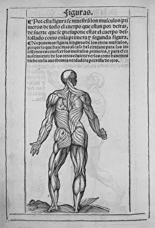Valladolid Prints: Humans anatomy book. Printed in 1551 in Valladolid
