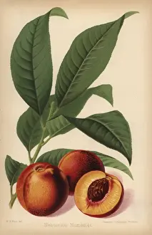 Severeyns Prints: Humboldt nectarine, Prunus persica cultivar