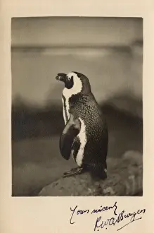 Penguin Prints: Humboldt Penguin, Chile, South America